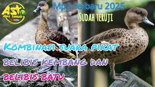 Download lagu SUARA PIKAT📀 KOMBINASI BELIBIS ALIS HITAM DAN BELIBIS BATU‼️💯% JITU 2025 mp3