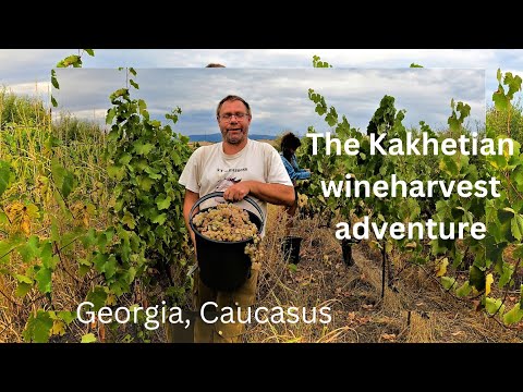 Harvesting grapes in Kakheti. Georgian wine tourism.