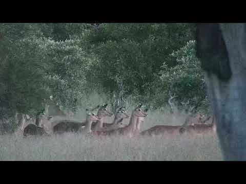 Djuma: Impalas on alert - 19:05 - 01/03/22