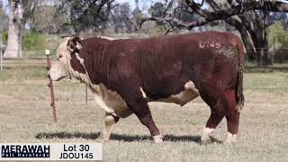 Lot 30 JDOU145 Merawah & Tenaru Bull Sale 2025