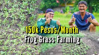150k Pesos per Month Frog Grass Farming