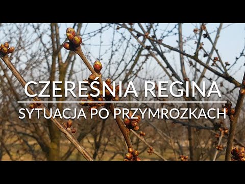 Czereśnia REGINA sytuacja po przymrozkach