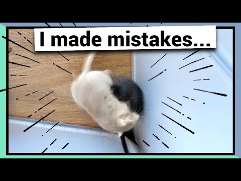 What I learned from my first time bonding gerbils