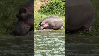 Hippo giving birth