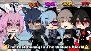 One Bunny In A Whole World Of Wolves  Meme / GLMM 