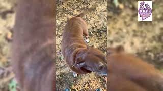 Video preview image #1 Chocolate Labrador retriever-Unknown Mix Puppy For Sale in Cookeville, TN, USA