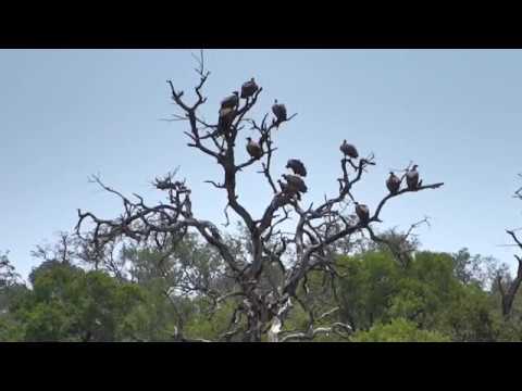 Djuma dam cam march 8 2018 -  vultures