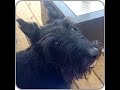 Bella's Story, Life in the Mill..Breed,Greed and Misery