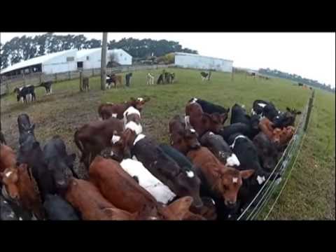 Stallion Calf Feeders – Creative approach