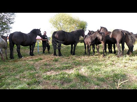 Stallion, Mare, Foals at Mr. Marius's home in Bogei - Tăuteu - Bihor