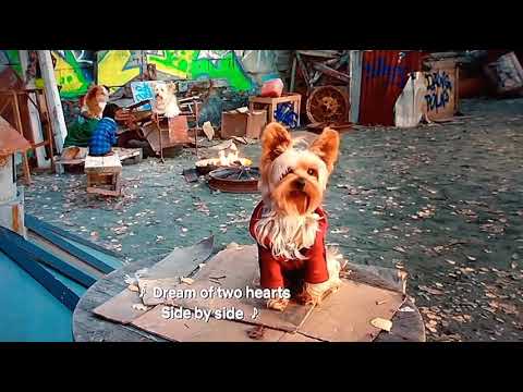 HUSH LITTLE PUP|Pup star 2 better 2gether lullaby song