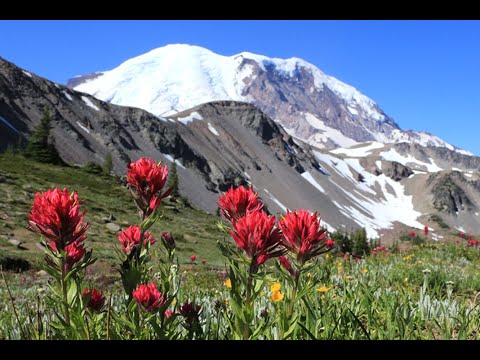 Alpine Wildflowers of Mt  Rainier