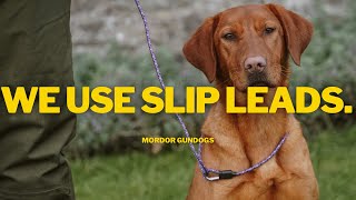 A Dog Trainer's Guide To Leads: What Works & What Doesn't