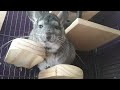 Common Chinchilla Sounds