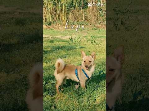 Regalo Lapo splendido piccolo cagnolino cerca casa 