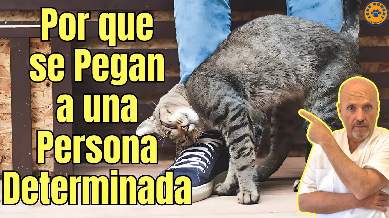 😱 ¿PORQUE LOS GATOS SE PEGAN A UNA PERSONA DETERMINADA? 😱