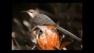 Sugarbird - Buffalo Sun