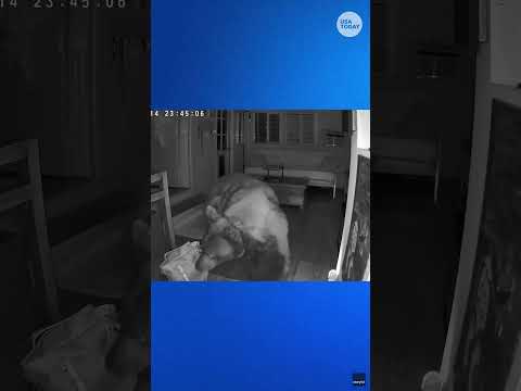 Family dog comes face to face with large bear Shorts