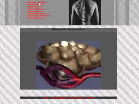 Atestat informatica - Anatomia umana