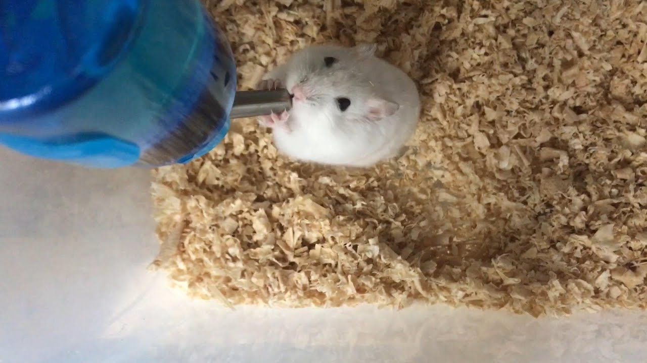 いつまでも水を飲み続けるハムスター【Hamster keeps drinking water forever】