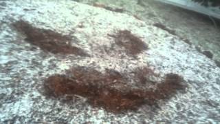 Its Snowing Its Been 20 Plus Years Snow Angel lol