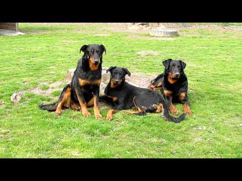 Beauceron - Voltane, Harèze et Fuego