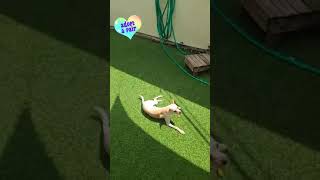 Ying and Yang are looking for a forever loving home Ying and Yang are looking for a forever loving home
