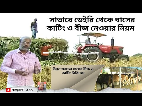 উন্নত জাতের ঘাসের বীজ ও  কাটিং পাবেন যেখানে | সাভার ডেইরি খামার | grass seed sale | saver dairy Video