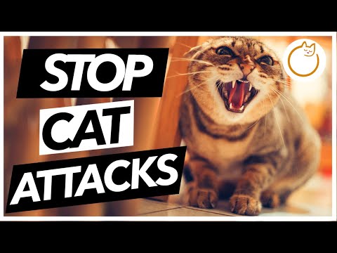 Why Does My Cat ATTACK Me When I Pet Them?