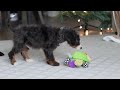 Mini Bernedoodle dogs for sale: Liam - Video 1