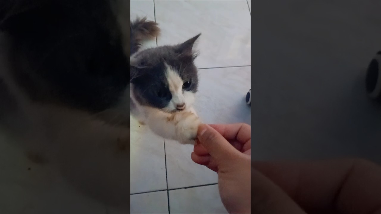 Kucing pintar dan menggemaskan #ngakak #games #funny #ngambek #cat #imut #kitten