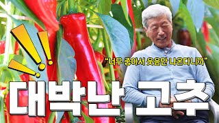 대박입니다..! 올해 초~~대박난 고추 수확의 비결