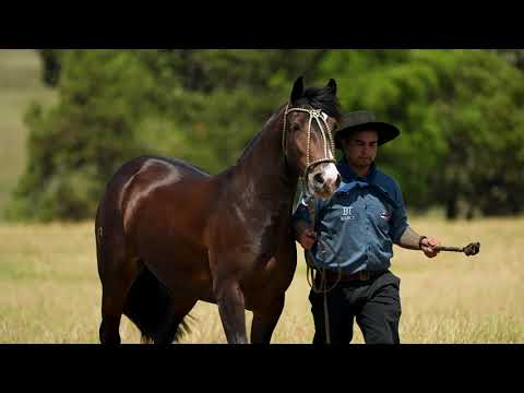 Lote 09 - Basca Harmala