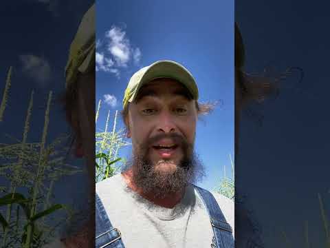 Morning glory’s are no good don’t plant them!!