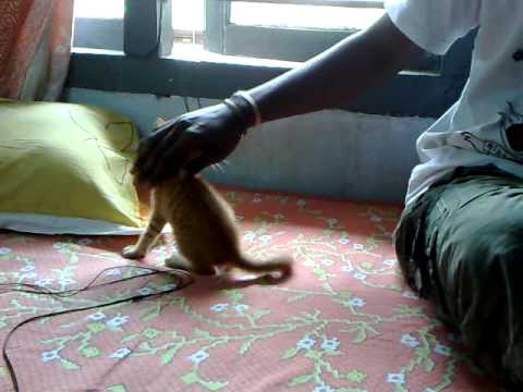 Epic Battle with a Cat style Kung Fu Master!!!!