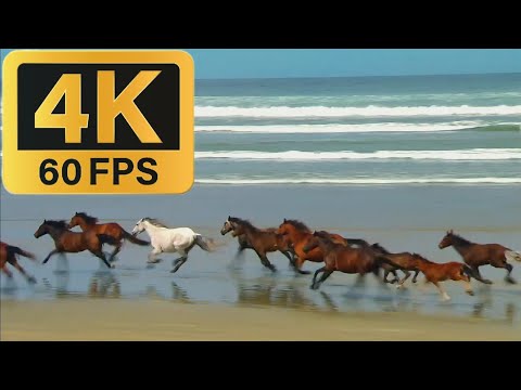 Wildlife Windows 7 sample video in 4K@60fps
