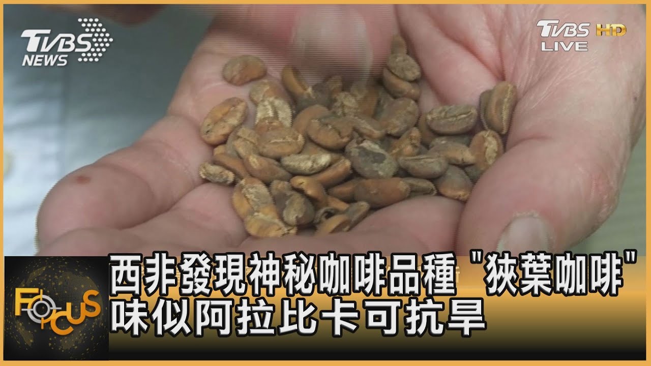 西非發現神秘咖啡品種 「狹葉咖啡」味似阿拉比卡可抗旱