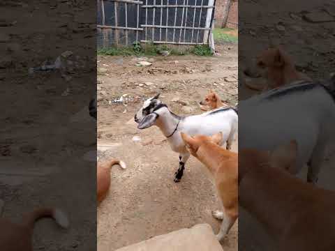 dog and goat 🐐🐐🐐 🐕 🐕 🐕 🐕 animal lover neeladri#viral video#shorts