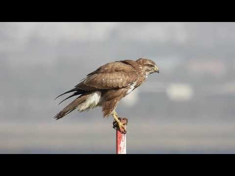 עקב חורף ובז מצוי מקומי - דצמבר 2021 עמק יזרעאל   צילום: אלדד אמיר