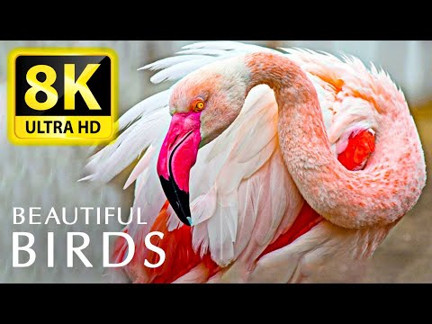 The most amazing BIRD COLLECTION at 8K 60FPS HDR - With Relaxing Animal and Nature Sounds