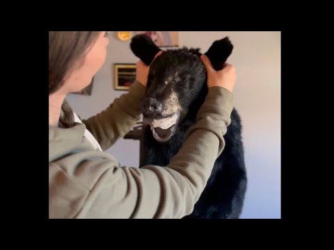 Test Fitting a Bear 🐻