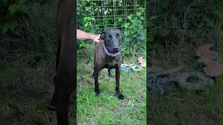 Video preview image #1 Doberman Pinscher-Labrador Retriever Mix Puppy For Sale in Fresno, CA, USA