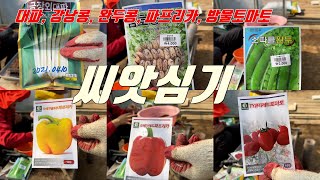 씨앗심기-대파, 강낭콩, 완두콩, 파프리카, 방울토마토