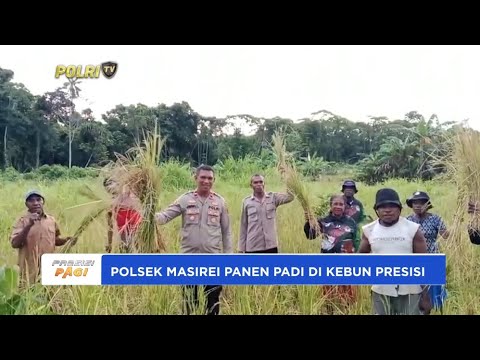 POLSEK MASIREI PANEN PADI DI KEBUN PRESISI