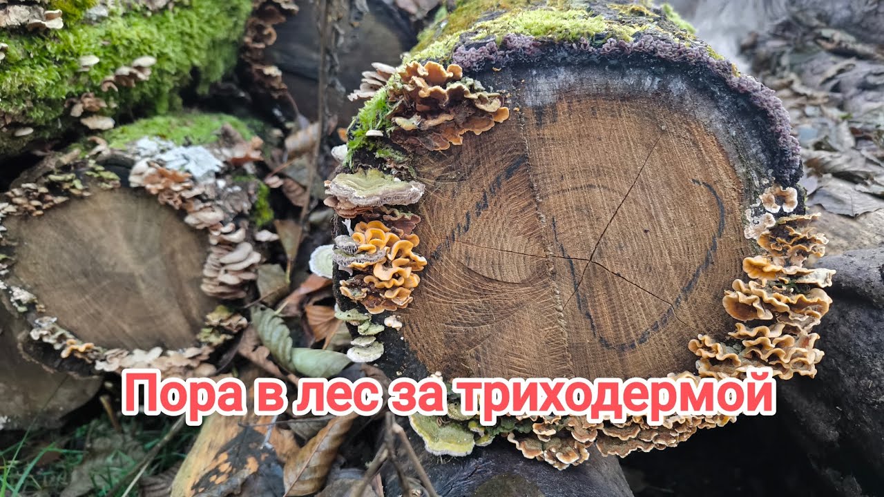 УСПЕЙТЕ, ПОКА НЕ ВЫПАЛ СНЕГ! Идём в лес за триходермой. Бесплатная триходерма