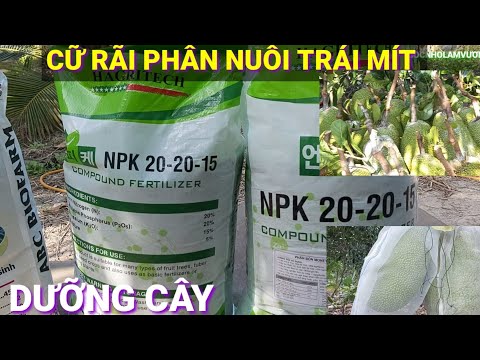 CỮ RÃI PHÂN NUÔI TRÁI VÀ NUÔI CÂY MÍT.GIAI ĐOẠN TRÁI RÃI VỤ