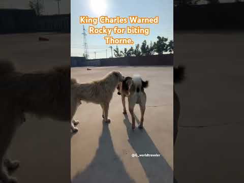 #kingcharles warned Rocky for biting Thorne. #alphadog #alpha #dog  #Xiasi #XiasiDog