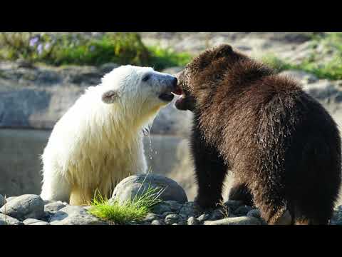 Detroit Zoo | Virtual Habitat Chat | Arctic Ring of Life