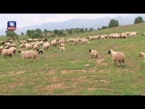 بەڤیدیۆ.. ژمارەیەکی زۆری دانیشتووانی ئامێدی سەرقاڵی بەخێوکردنی مەڕوماڵاتن