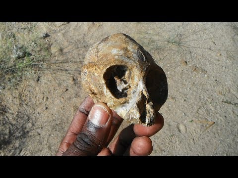 13 million-year-old infant ape skull discovered in the Turkana Basin